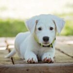 Top 3 Dog Breeds in the U.S. vs. Korea