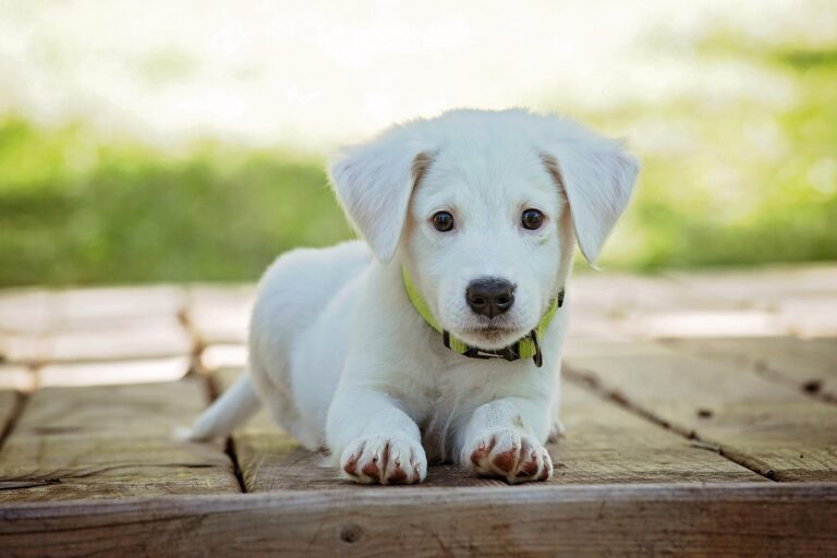 Top 3 Dog Breeds in the U.S. vs. Korea