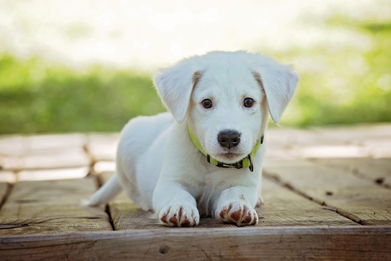 You are currently viewing Top 3 Dog Breeds in the U.S. vs. Korea